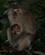 213 Makaka Med Unge Gemmer Sig I Regnen Hotel Eco Lodge Bukit Lawang Sumatra Indonesien Anne Vibeke Rejser IMG 3361