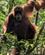100 Orangutang Gunug Leuser National Park Bukit Lawang Sumatra Indonesien Anne Vibeke Rejser PXL 20241004 025458370~3