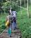 220 Vandring I Regnskoven Gunug Leuser National Park Bukit Lawang Sumatra Indonesien Anne Vibeke Rejser IMG 3310