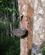 222 Tapning Af Latex (Gummisaft) Gunug Leuser National Park Bukit Lawang Sumatra Indonesien Anne Vibeke Rejser IMG 3311