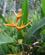 225 Hummerklo En Blomst I Regnskoven Gunug Leuser National Park Bukit Lawang Sumatra Indonesien Anne Vibeke Rejser IMG 3317
