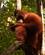227 Ung Orangutang Gunug Leuser National Park Bukit Lawang Sumatra Indonesien Anne Vibeke Rejser DSC01310