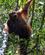 235 Orangutang Gunug Leuser National Park Bukit Lawang Sumatra Indonesien Anne Vibeke Rejser PXL 20241004 025351140