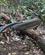 236 Argusfasan Gunug Leuser National Park Bukit Lawang Sumatra Indonesien Anne Vibeke Rejserpxl 20241004 034257991