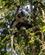 238 Langur I Gunug Leuser National Park Bukit Lawang Sumatra Indonesien Anne Vibeke Rejser PXL 20241004 022327110