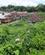 410 Batak Karo Landsbyen Barusjahe Sumatra Indonesien Anne Vibeke Rejser IMG 3546