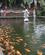 641 Bassin Med Guldfisk Vandtemplet Tirtha Empul Bali Indonesien Anne Vibeke Rejser IMG 3623