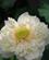 651 Lotusblomst Pangkon Bali Indonesien Anne Vibeke Rejser IMG 3630