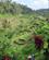 661 Abian Desa Risterrasser Bali Indonesien Anne Vibeke Rejser IMG 3644