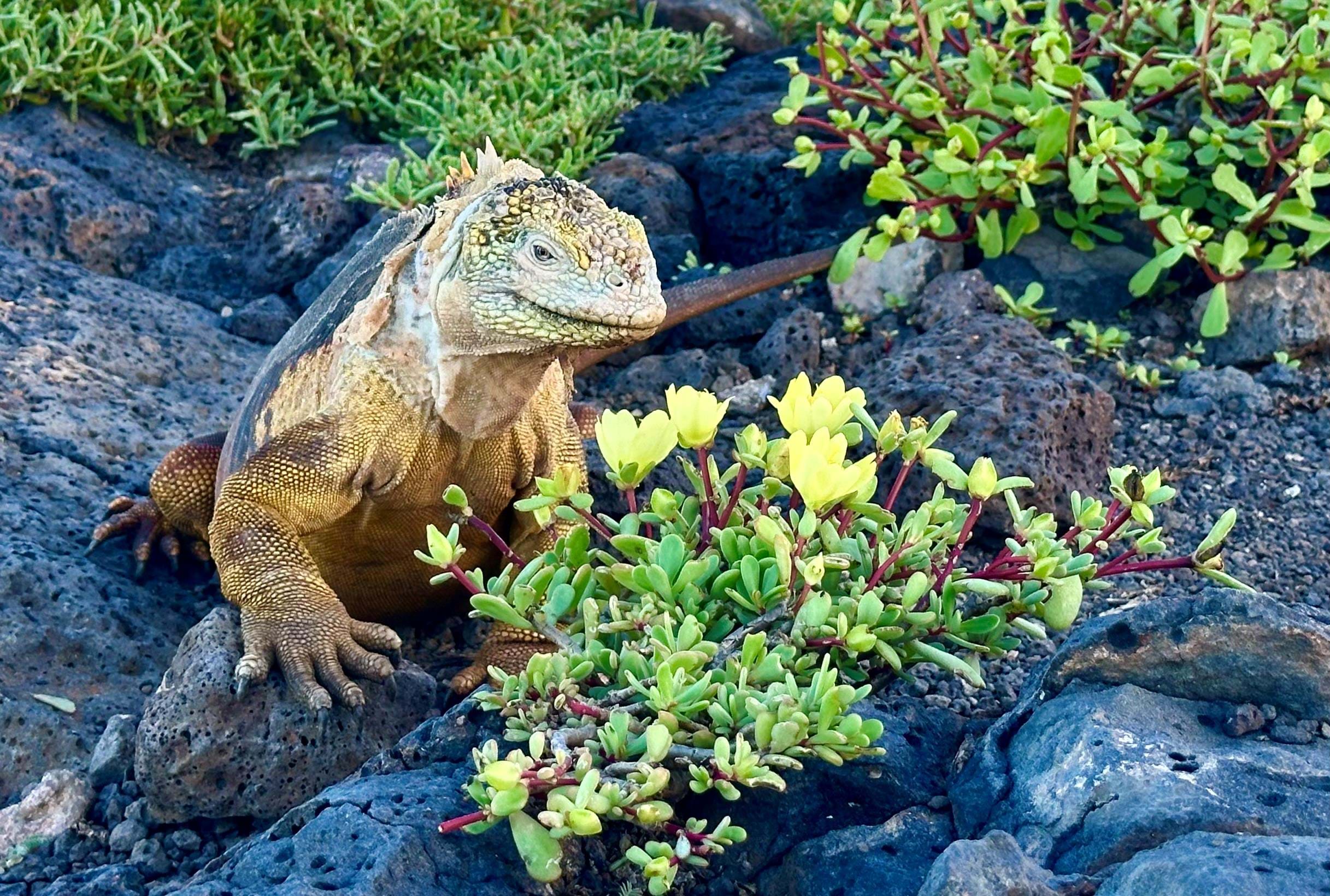 Ecuador Galapagos Leguan Anne Vibeke Rejser 2025 Foto Rasmus Schønning