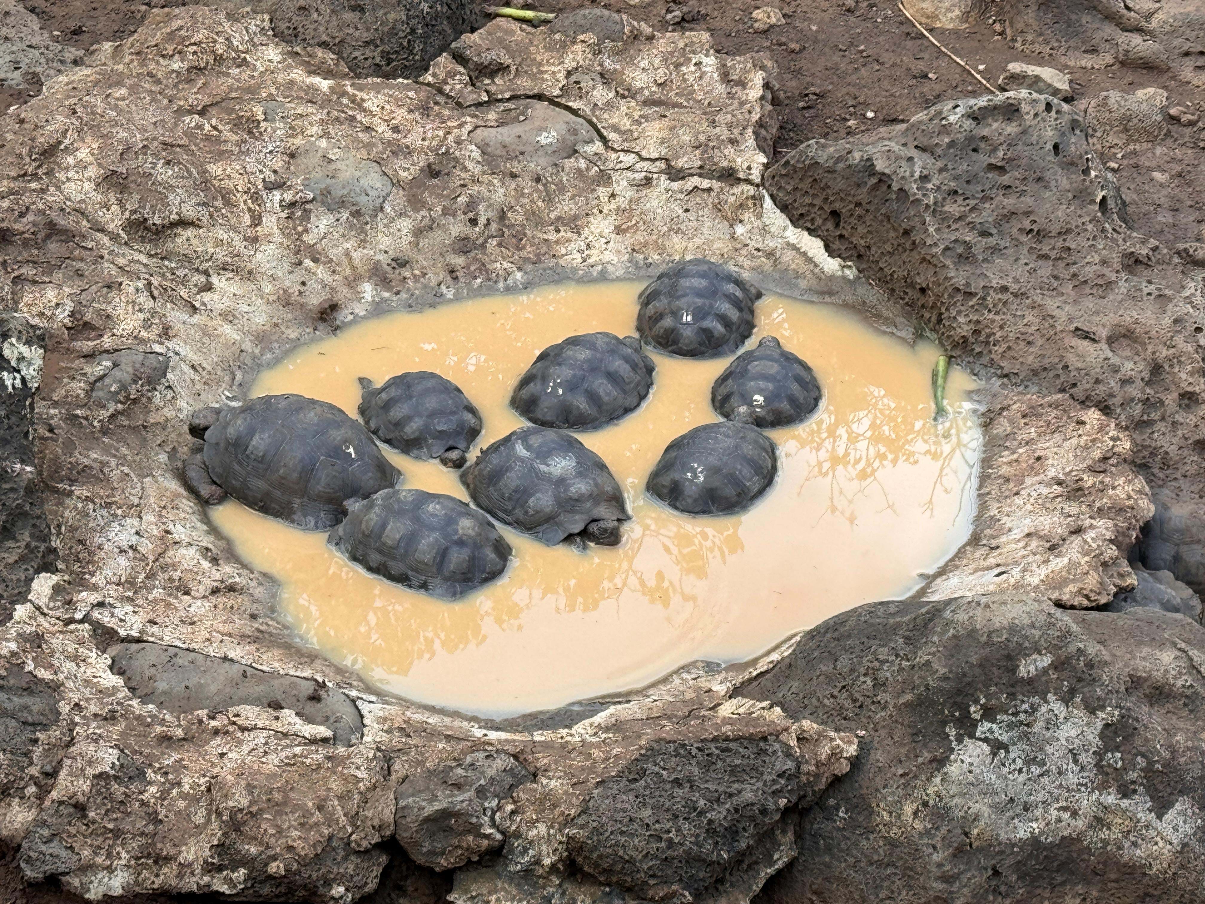 Ecuador Galapagos Skildpadder Foto Rasmus Schønning Anne Vibeke Rejser 2025 (1)