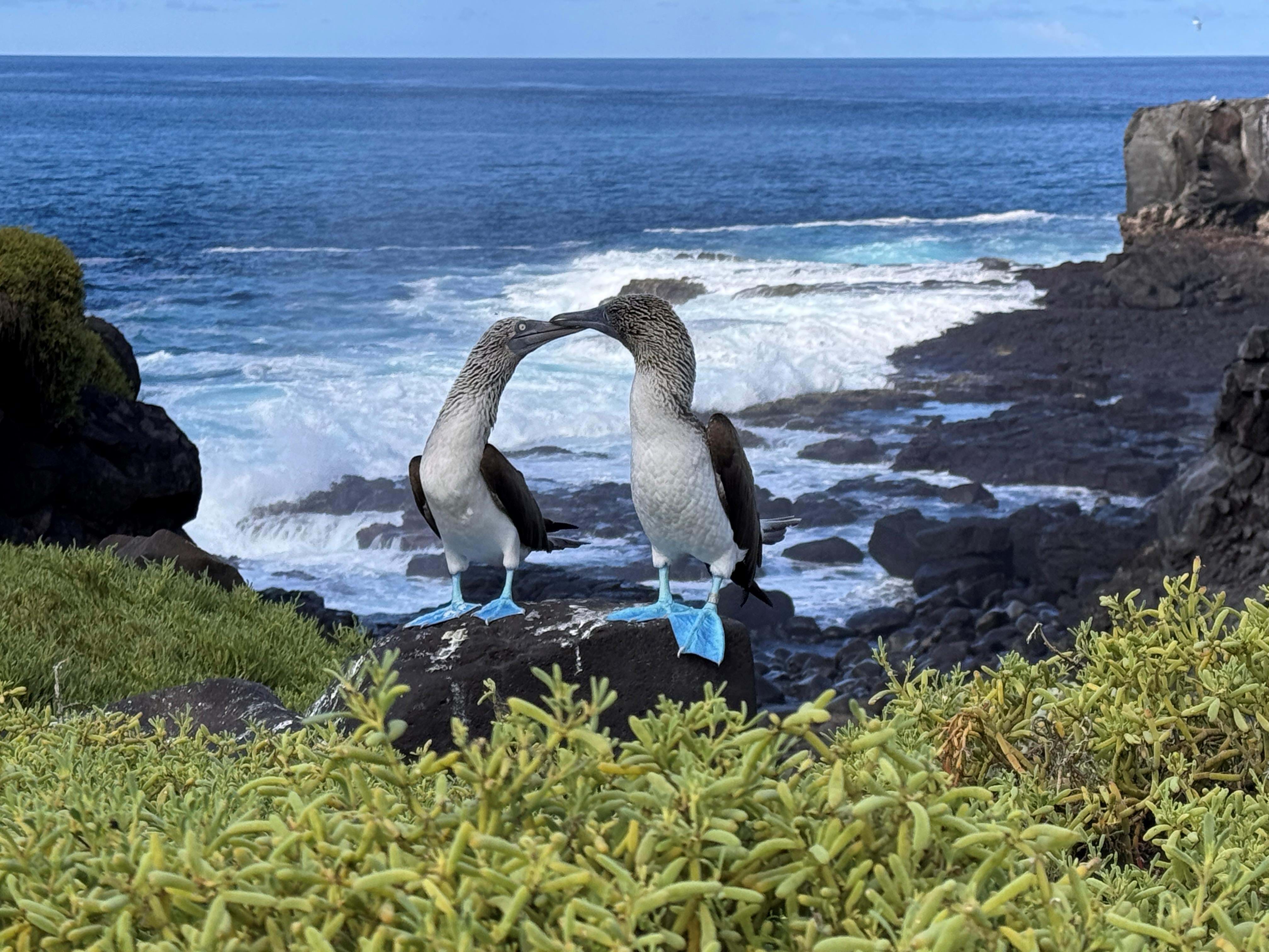 Ecuador Galapagos Espanola Foto Rasmus Schønning Anne Vibeke Rejser 01.04 2025(4)