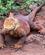 Ecuador Galapagos Leguaner Foto Rasmus Schønning Anne Vibeke Rejser 2025 (6)