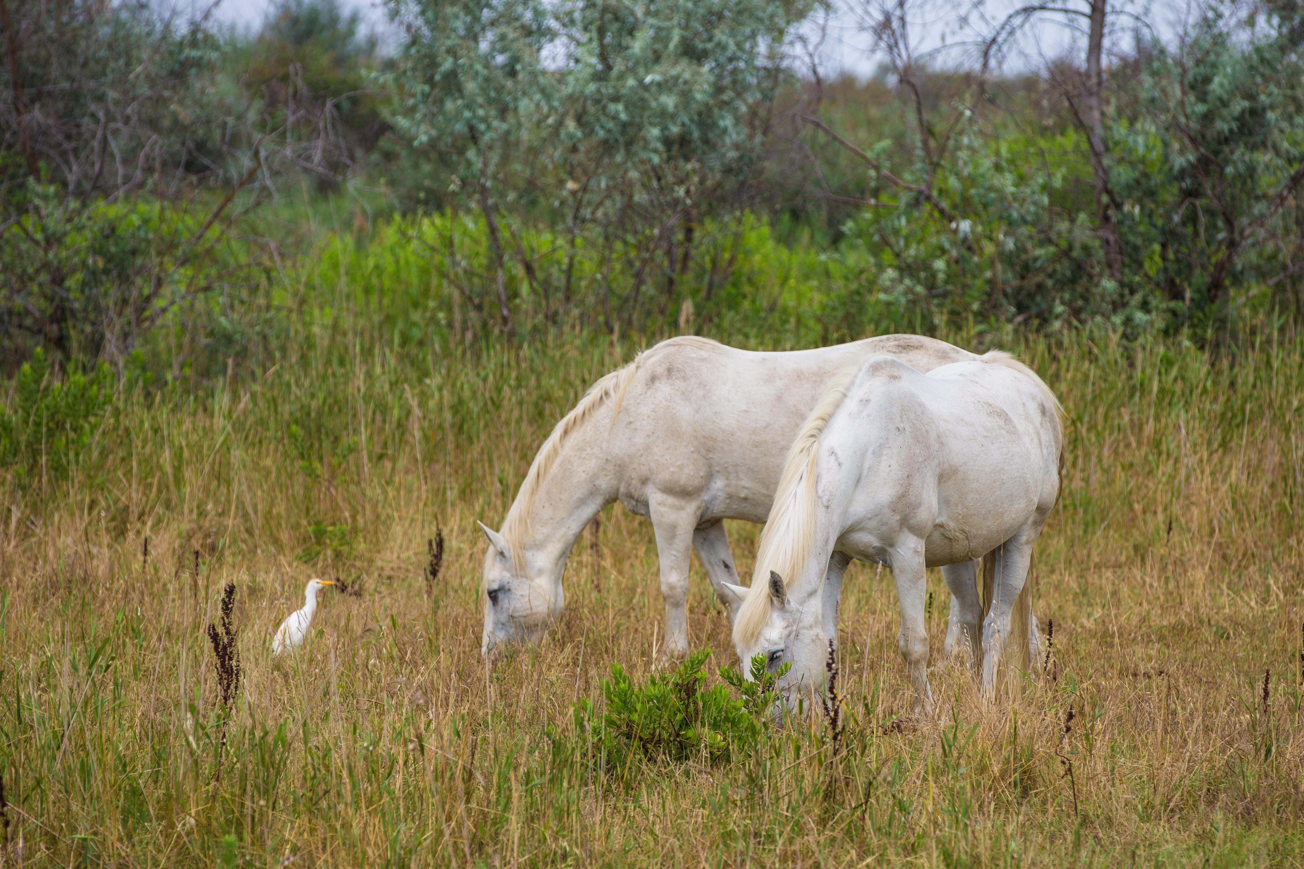 Frankrig Rhone Camarque Anne Vibeke Rejser Foto Rasmus Schønning 2024 (2)