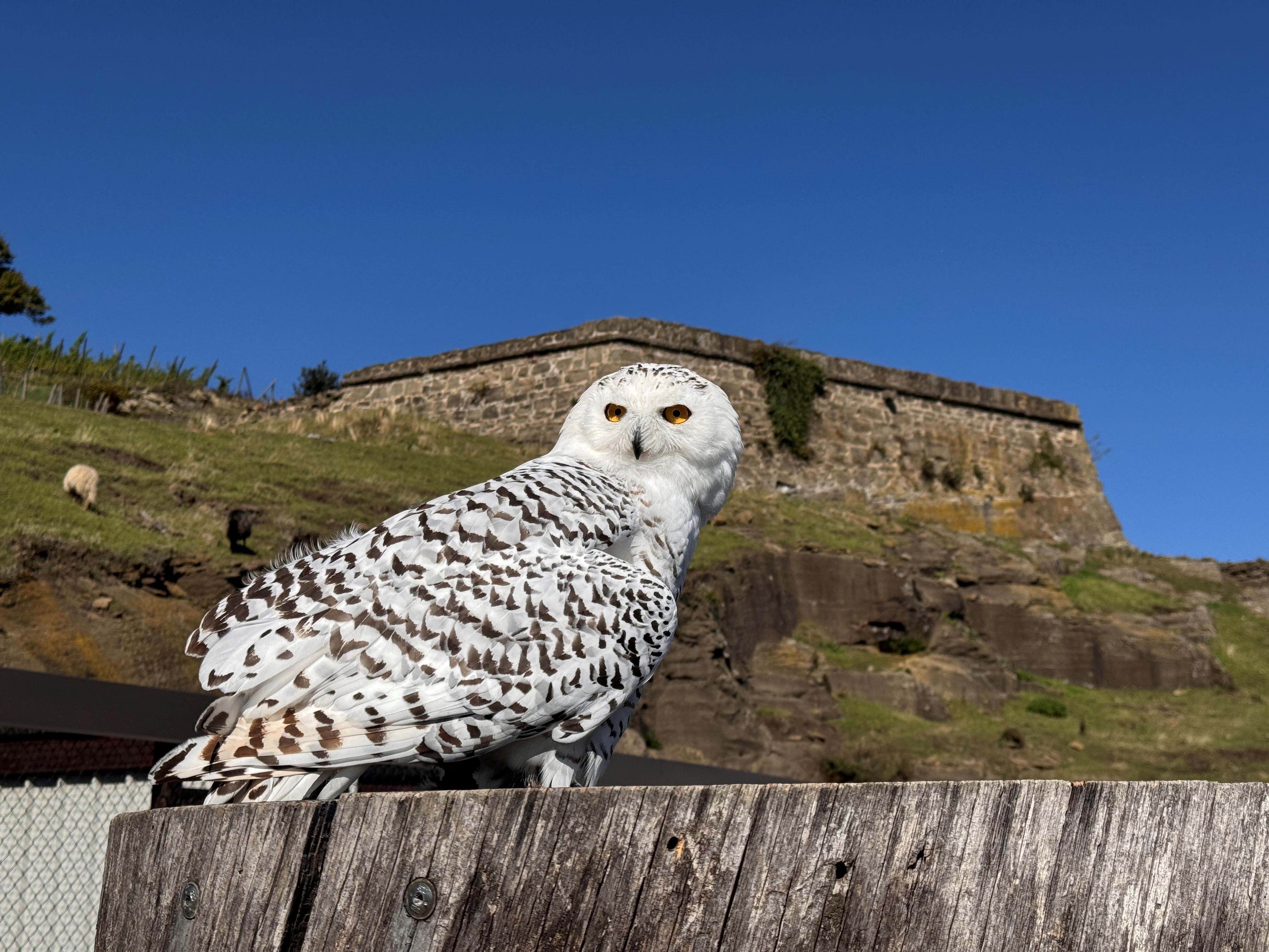 Oestrig Steiermark Riegersburg Falconer Drone Anne Vibeke Rejser 2025 Foto Lasse Loendahl Henriksen