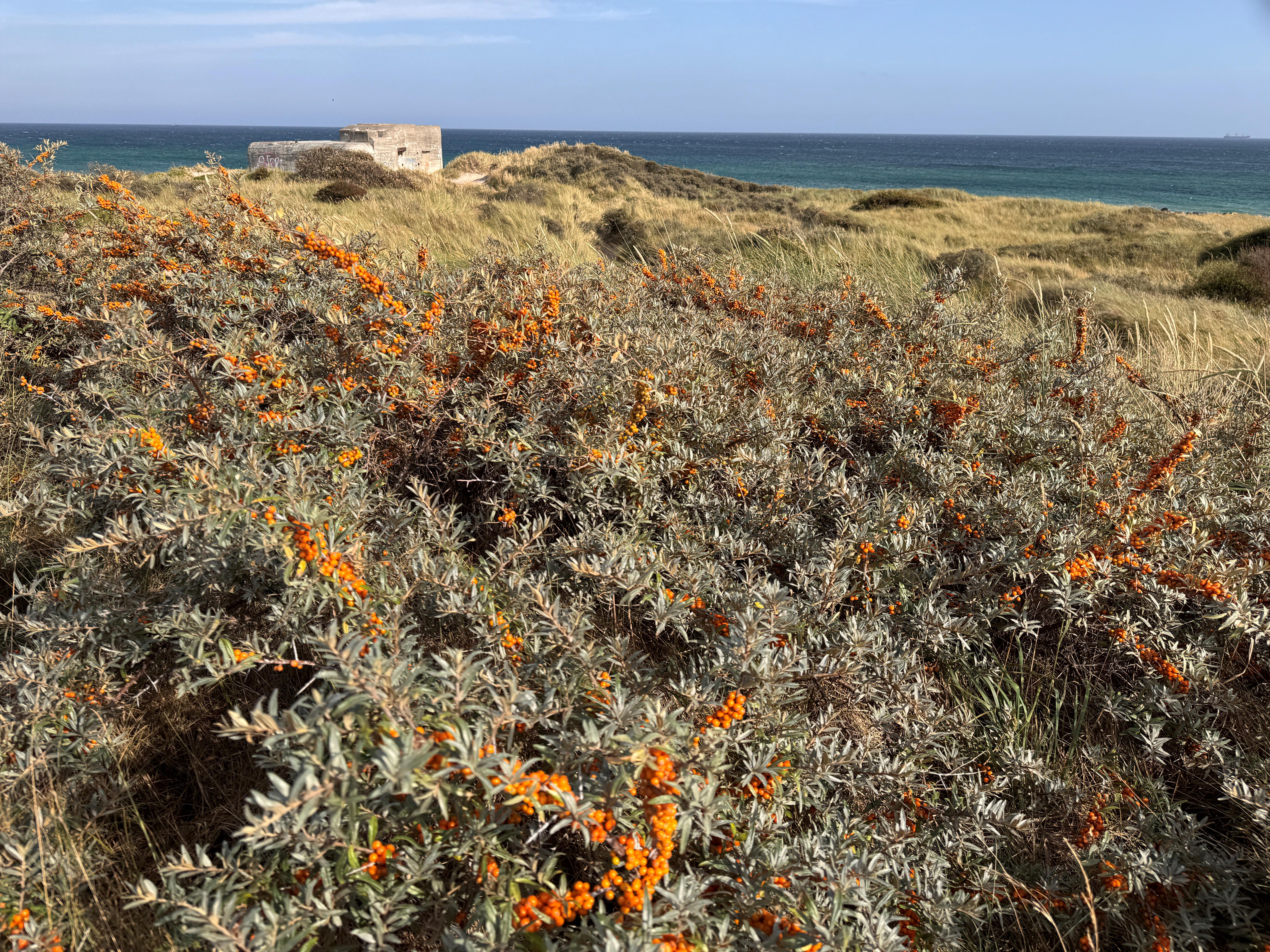 Danmark Skagen Foto Lasse Løndahl 2025 (47)