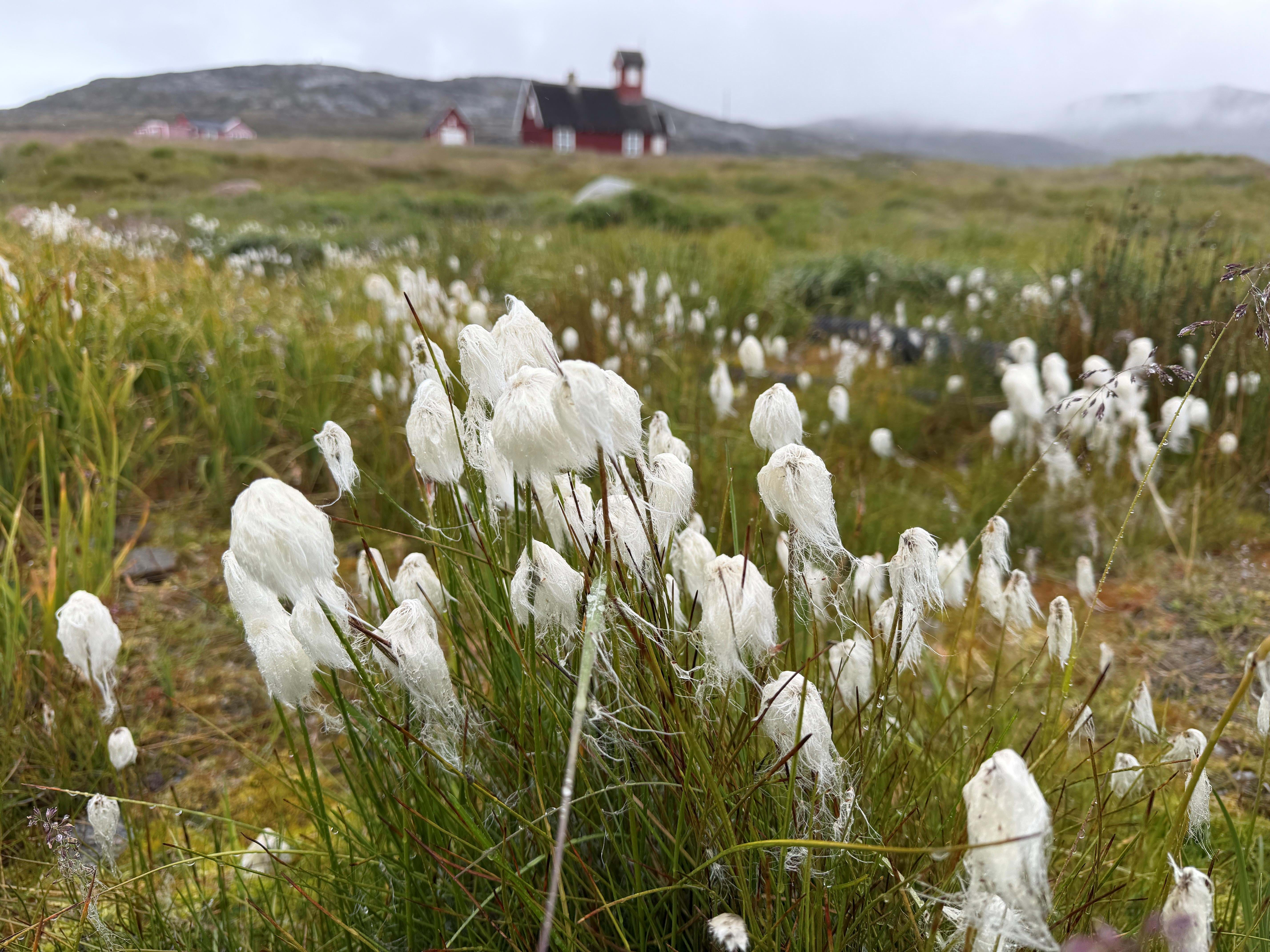 Grønland Ilulissat Diskobugten Ilimanaq Foto Anne Vibeke Rejser 2026 (18)